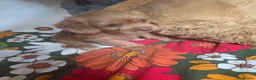 Cockapoo dogs for sale: 2 Beautiful Cockapoo in Leeds in Leeds - Advert 2