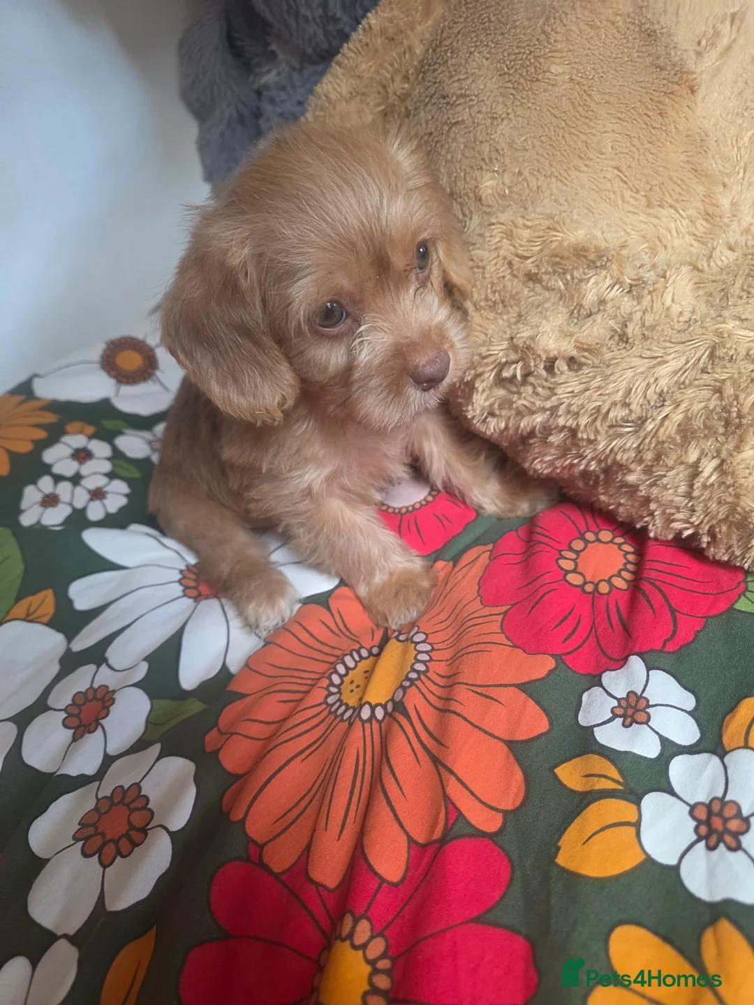 Cockapoo dogs for sale: 2 Beautiful Cockapoo in Leeds in Leeds - Advert 2