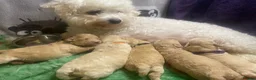 Miniature Poodle dogs for stud: KC proven &  fully health tested - Advert 12
