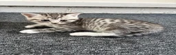 Mixed Breed cats for sale: Lovely British Shorthair/Scottish Fold Mix Kittens in Kingswinford - Advert 7