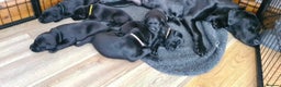 Labrador Retriever dogs for stud: KC Registered Yellow Labrador, Proven Stud  in Coalville - Advert 20