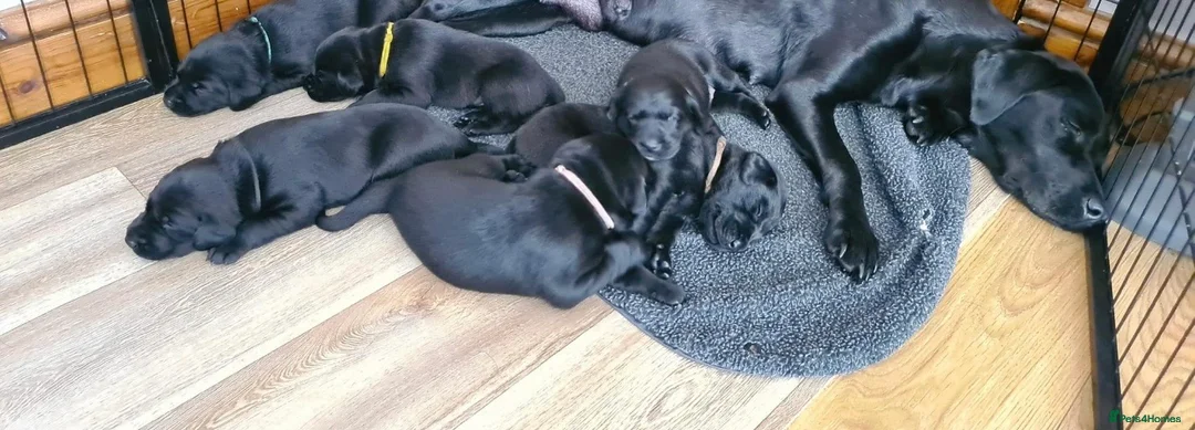 Labrador Retriever dogs for stud: KC Registered Yellow Labrador, Proven Stud  in Coalville - Advert 20