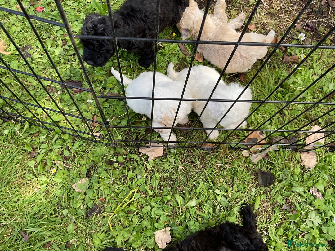 Poochon dogs for sale: Toy Bichon poodle - Image 3