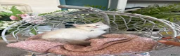 Ragdoll cats for sale: TICA & GCCF pedigree ragdoll kittens - Advert 6