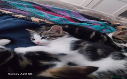 Mixed Breed cats for sale: Beautiful kittens for sale - Image 5
