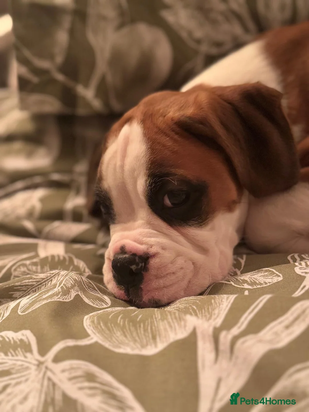 Gallery Image {{count}}