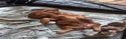 Cockapoo dogs for sale: F1 Cockapoos  - Advert 16