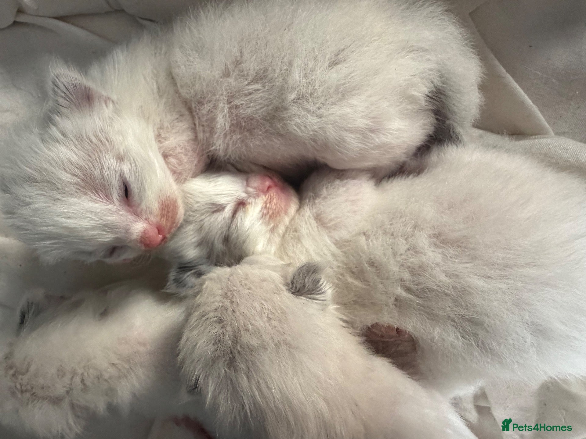 Ragdoll cats for sale: Beautiful pedigree ragdolls  - Advert 2
