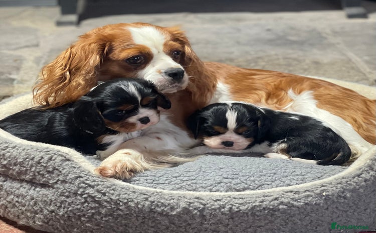 Cavalier King Charles Spaniel dogs Adorable Quality Cavalier puppies  - Advert 3