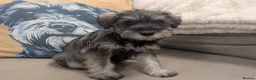 Miniature Schnauzer dogs for sale: Miniature schnauzer puppies  in Cowbridge - Advert 14