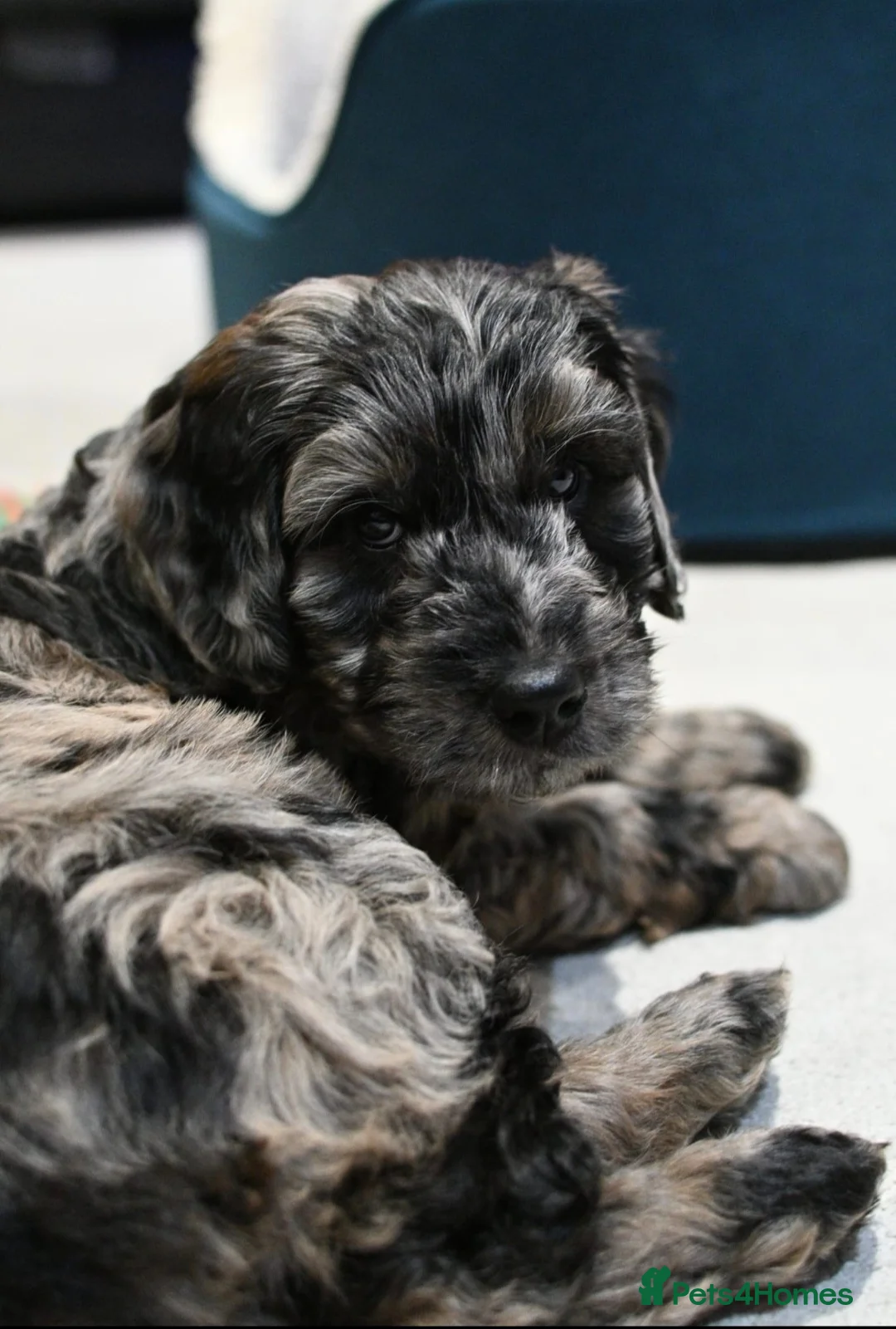 Poodle dogs for stud:  CHCHOCOLATE MERLE POODLE CARRYING PARTI in Todmorden - Advert 15