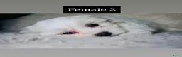 Maltese dogs for sale: Purebred Maltese Puppies with Korean Bloodlines in London - Advert 6