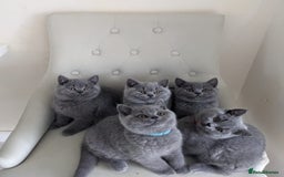 British Shorthair cats for sale: Ready Now British shorthair Amazing kittens - Advert 5