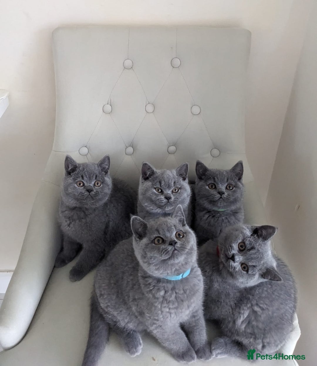 British Shorthair cats for sale: Ready Now British shorthair Amazing kittens - Advert 5