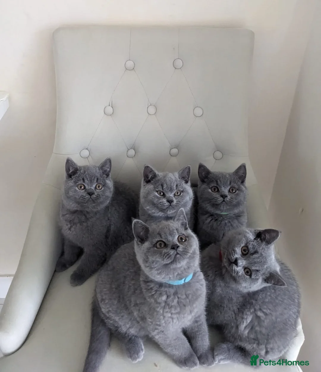 British Shorthair cats for sale: Ready Now British shorthair 2 females - Advert 11