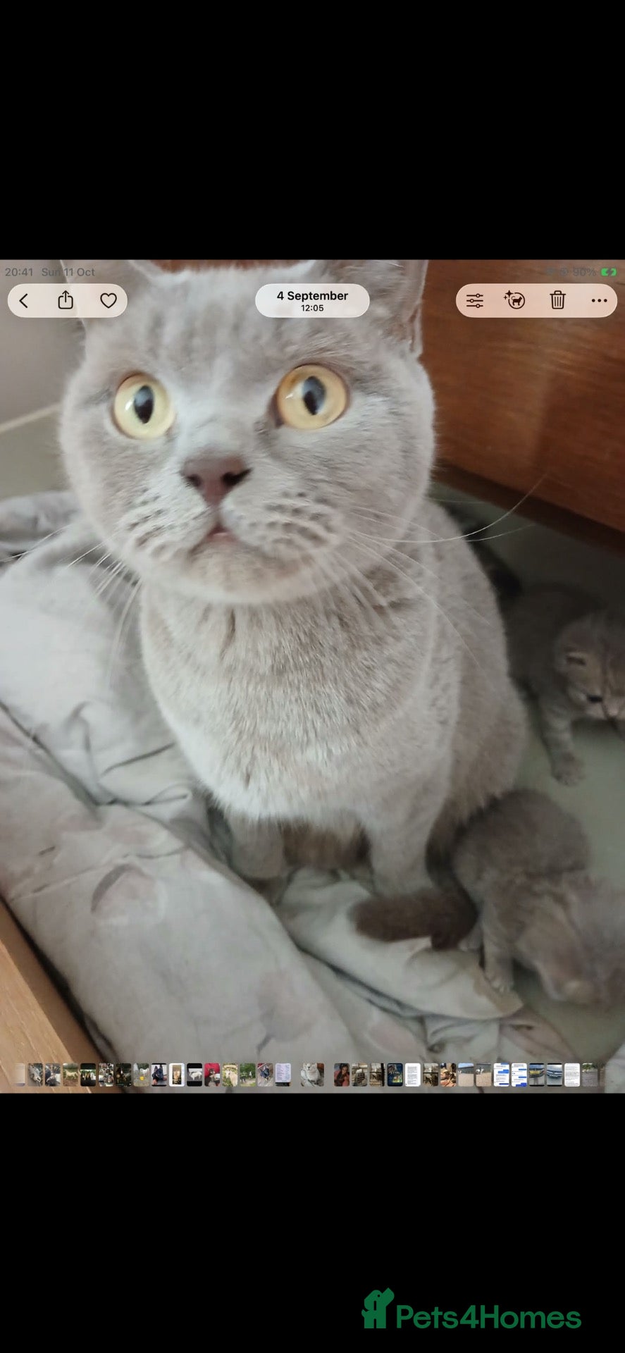 British Shorthair cats Stunning male lilac/spotted BSH kittens  - Advert 16