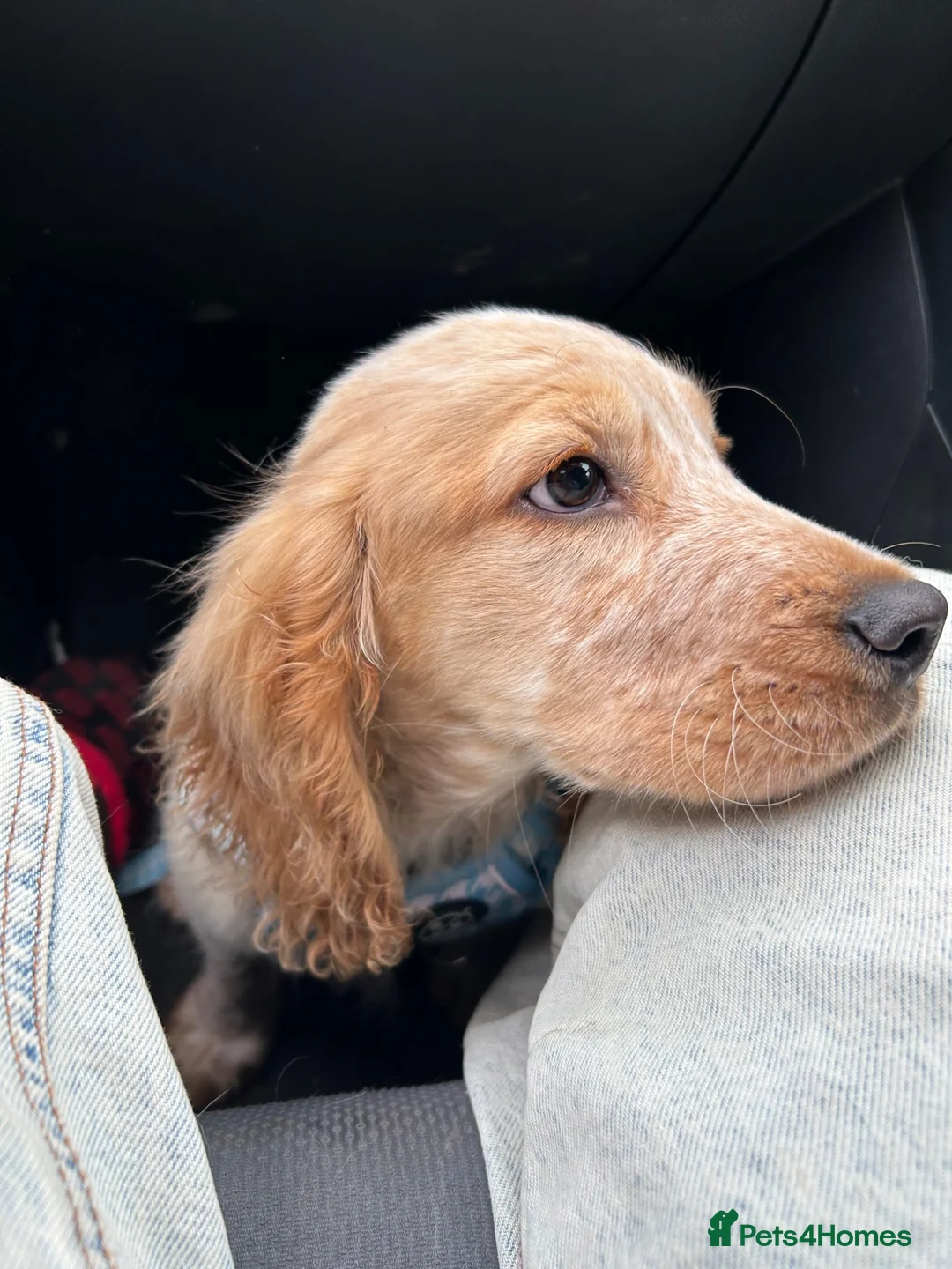 Cocker Spaniel dogs for sale: Casper the show cocker spaniel  - Advert 2