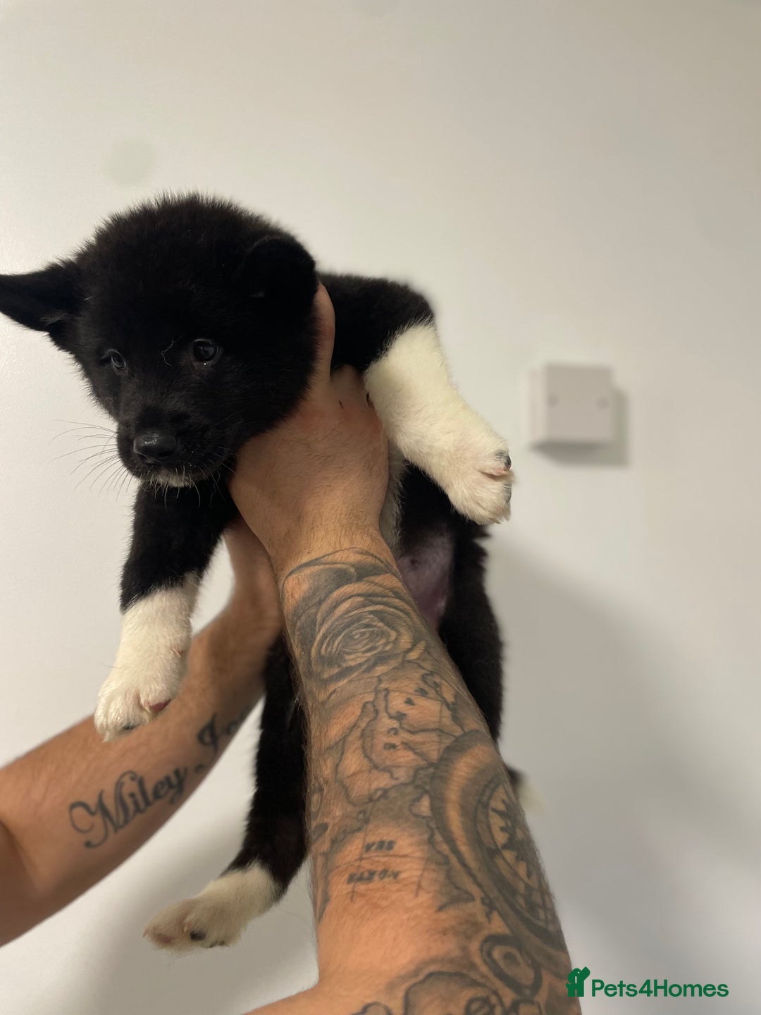 Akita dogs for sale: akita puppies  - Image 11