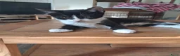 Mixed Breed cats for sale: Beautiful.cuddly and playful mixed kittens  - Advert 1