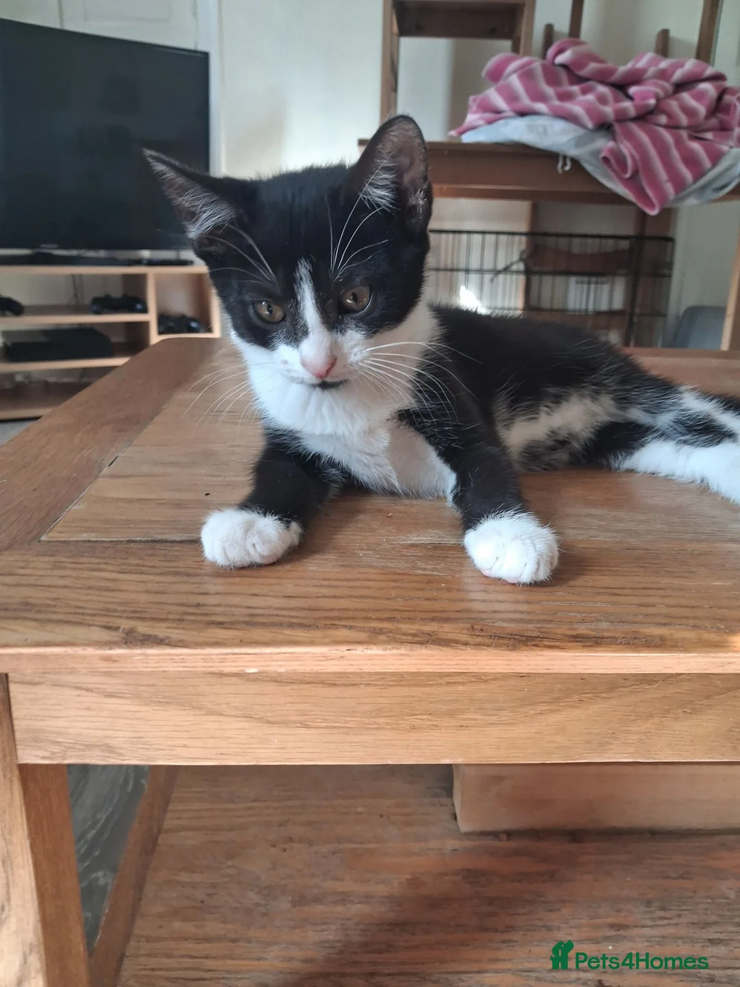 Mixed Breed cats for sale: Beautiful.cuddly and playful mixed kittens  - Advert 1