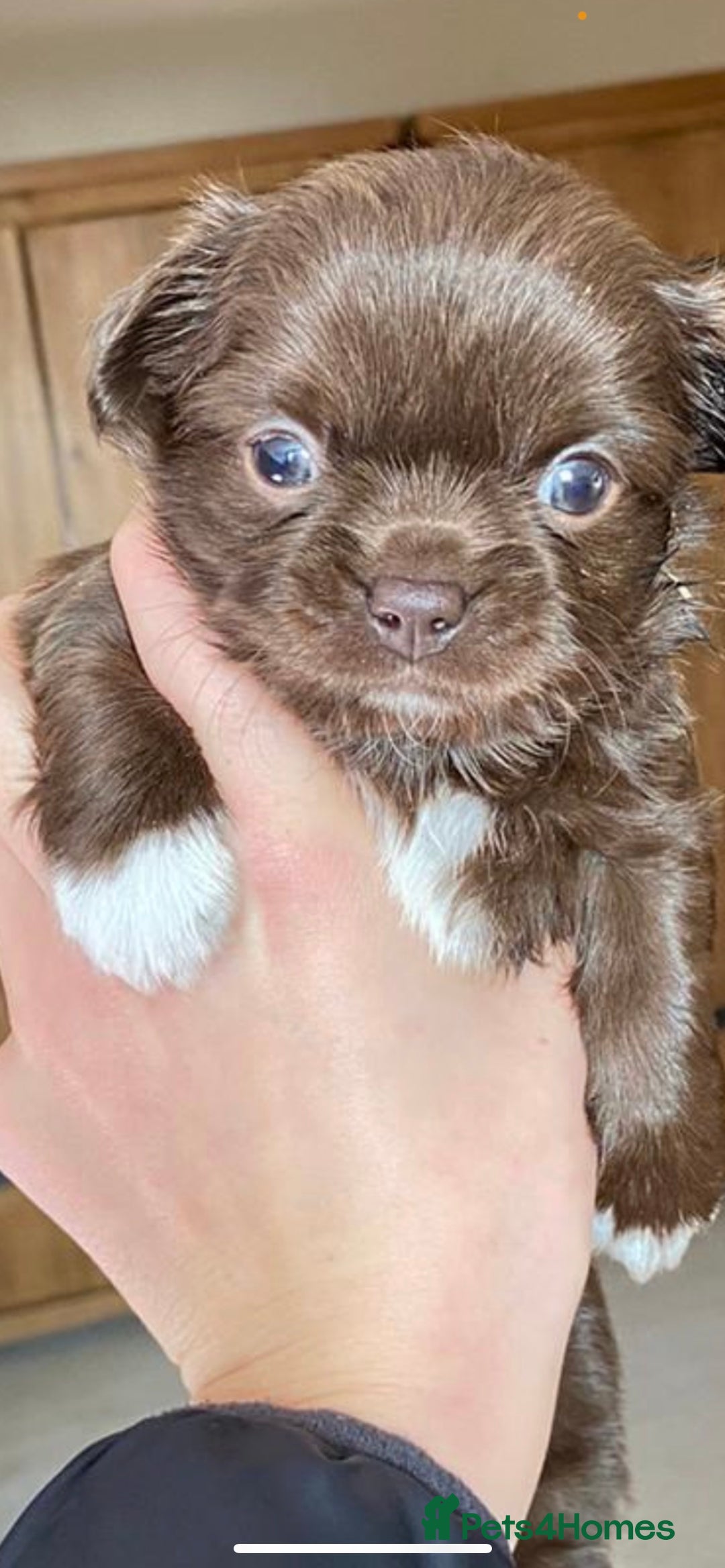 Chihuahua dogs for stud: KC Registered Blue Double KB in Chorley - Image 7