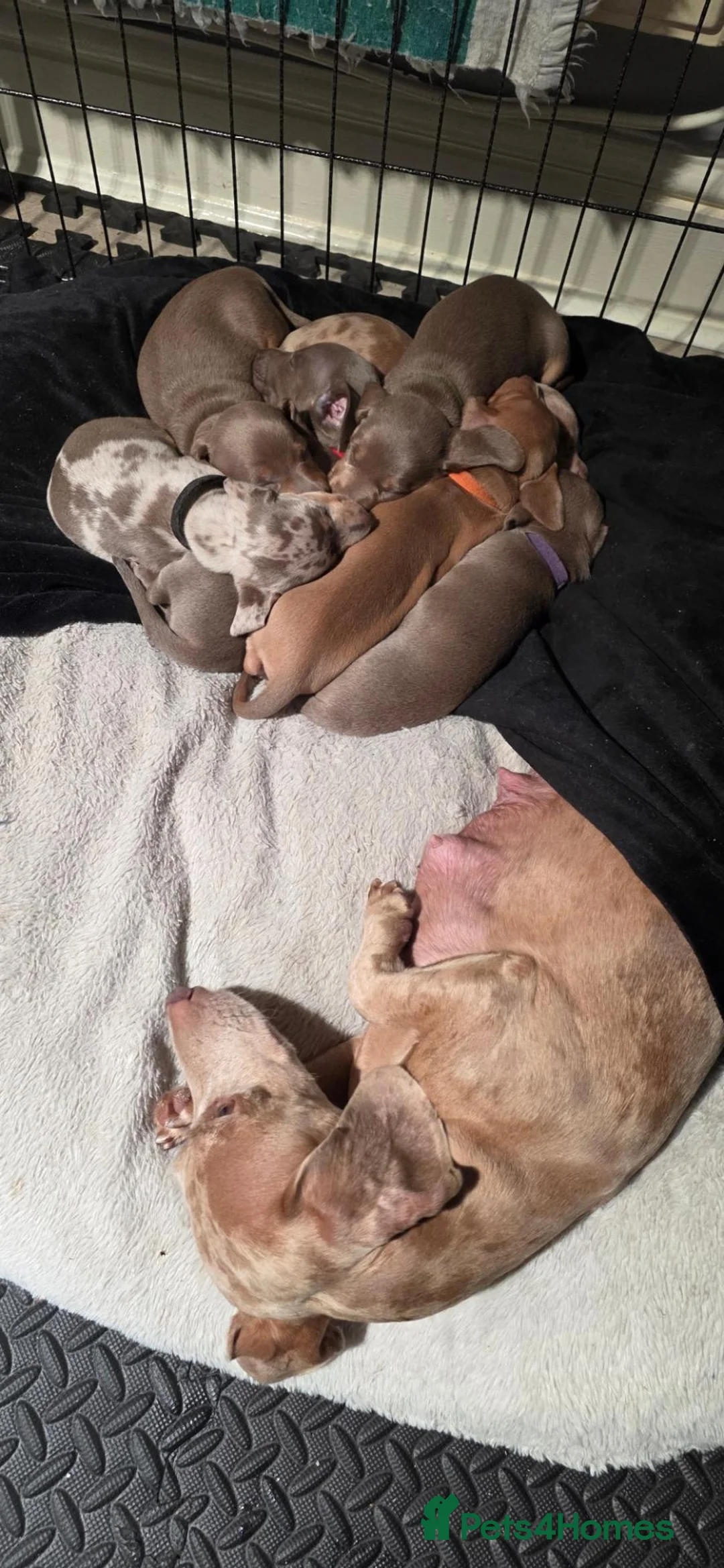 Miniature Dachshund dogs for sale: Pedigree Smooth Coat Miniature Dachshund - Advert 1
