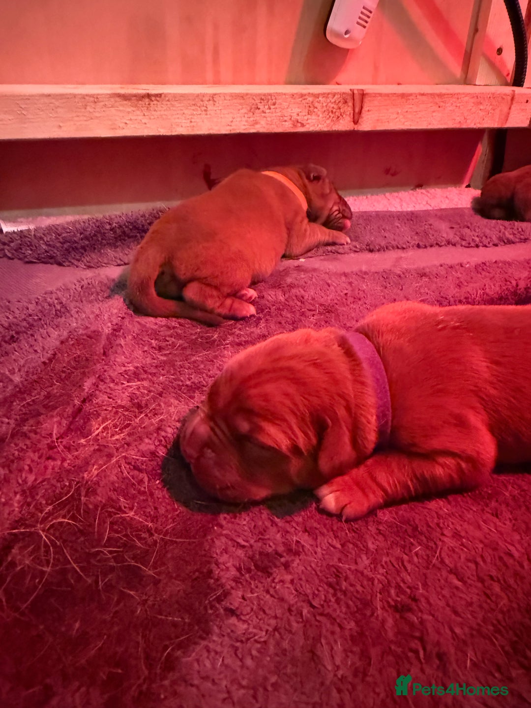 Dogue De Bordeaux dogs for sale: DOGUE DE BORDEAUX PUPPIES AVAILABLE 16/03/26 - Advert 34