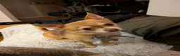 Chihuahua dogs for stud: Beautiful Male Chihuahua for stud - Advert 5