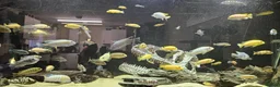 Other/Mixed Breed fish for sale: Assortment of fish  - Advert 7