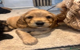 Cockapoo dogs for sale: Beautiful, Rare Cockapoo Puppies – Ready 17th Nov - Advert 2