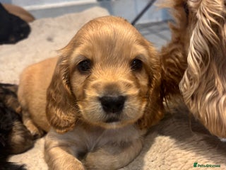 Cockapoo dogs - Advert 32