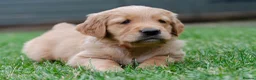 Golden Retriever dogs for sale: READY GOLDEN RETREVER KC PUPPIES - Advert 24