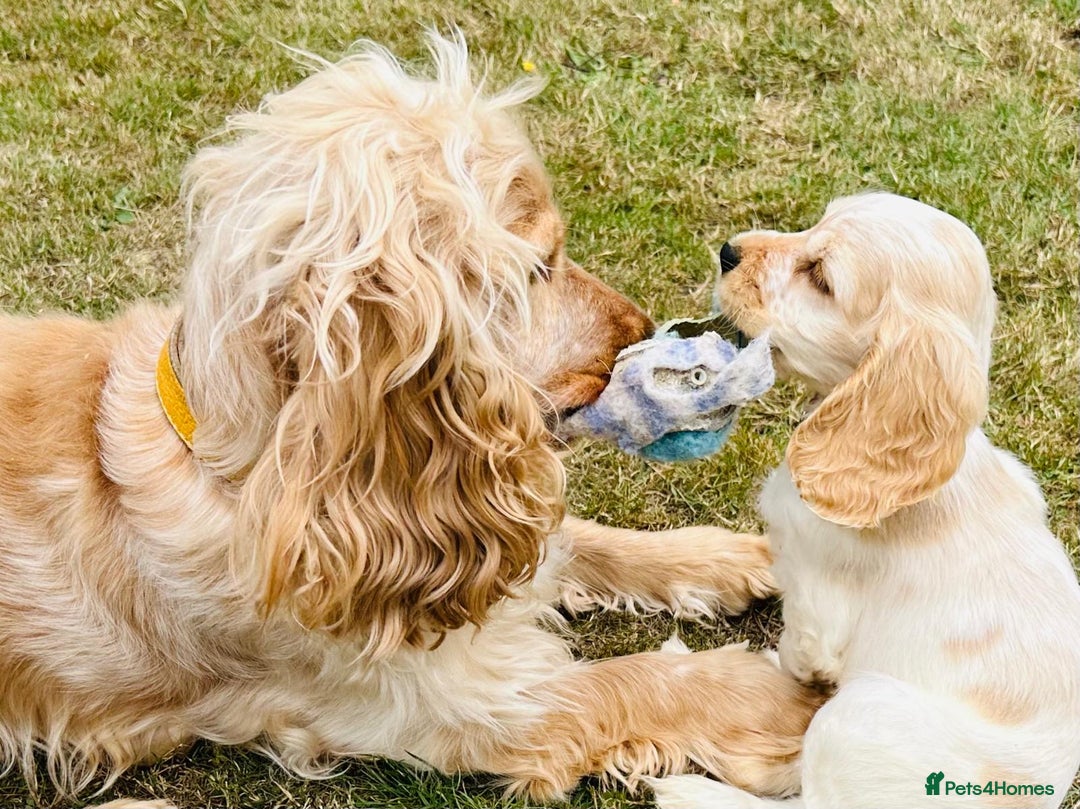 Cocker Spaniel dogs for sale: 4 Beautiful Puppies. KC Sable Show Cocker Puppies  - Image 9