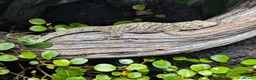 Gecko reptiles for sale: Eurydactylodes vieillardi - chameleon gecko - Advert 2