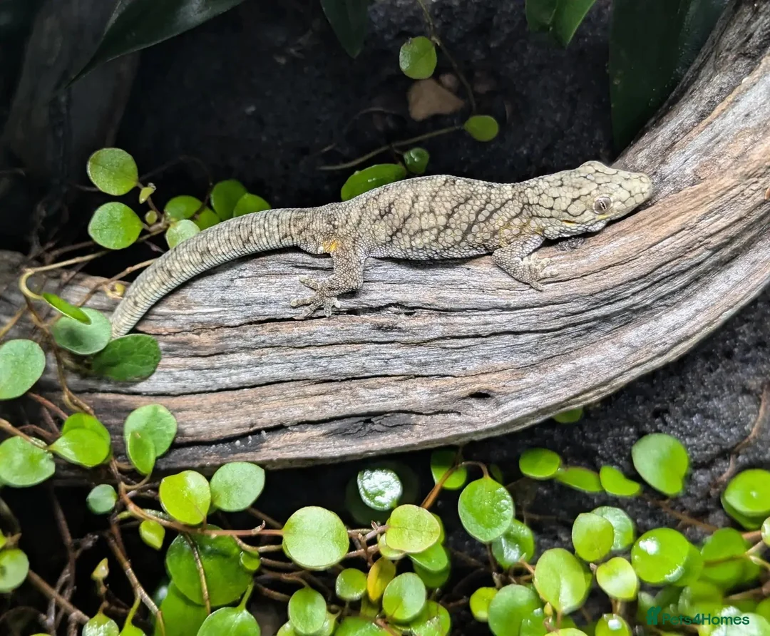 Gecko reptiles for sale: Eurydactylodes vieillardi - chameleon gecko - Advert 2