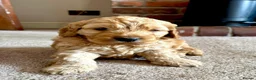 Cockapoo dogs for sale: F1b Cockapoos  - Advert 3
