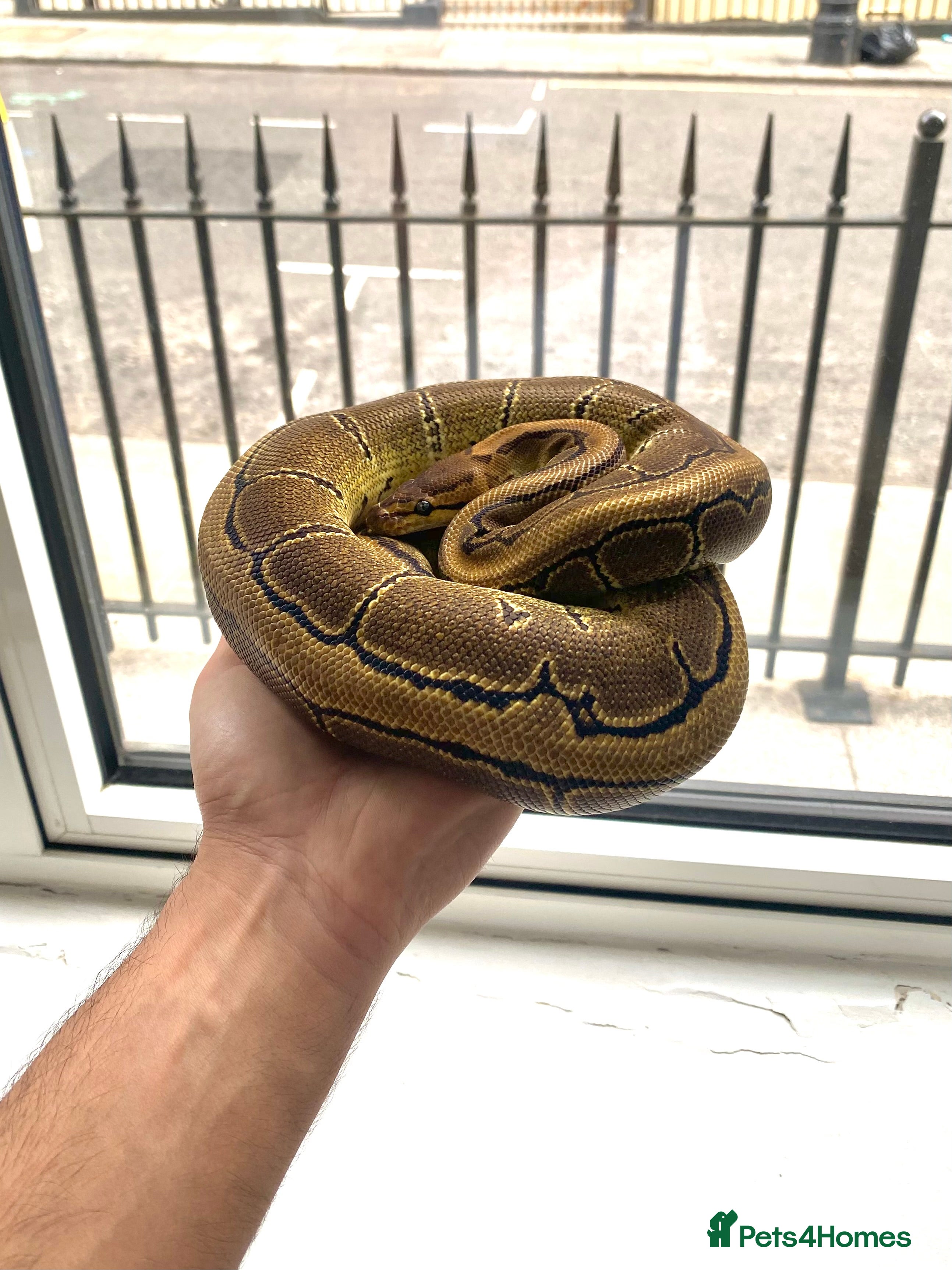 Python Snake reptiles Royal Python + Full Setup - Advert 2