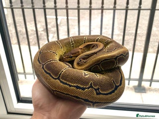 Python Snake reptiles Pinstripe Royal Python 100% Het Pied w/Full Setup - Advert 5