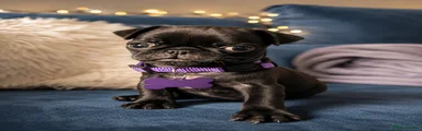 Pug 1