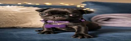 Pug dogs for sale: 🐾 Beautiful Pug Puppies   🐾 - Advert 7