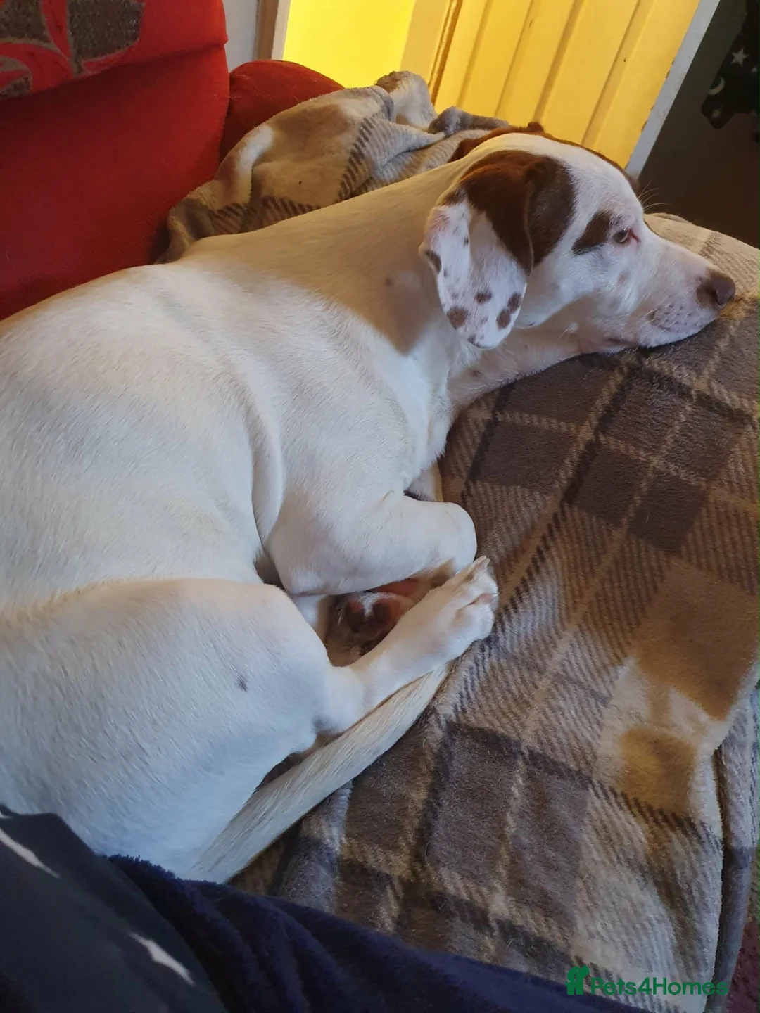 Staffordshire Bull Terrier dogs for sale: Smudge! in Blackpool - Advert 2