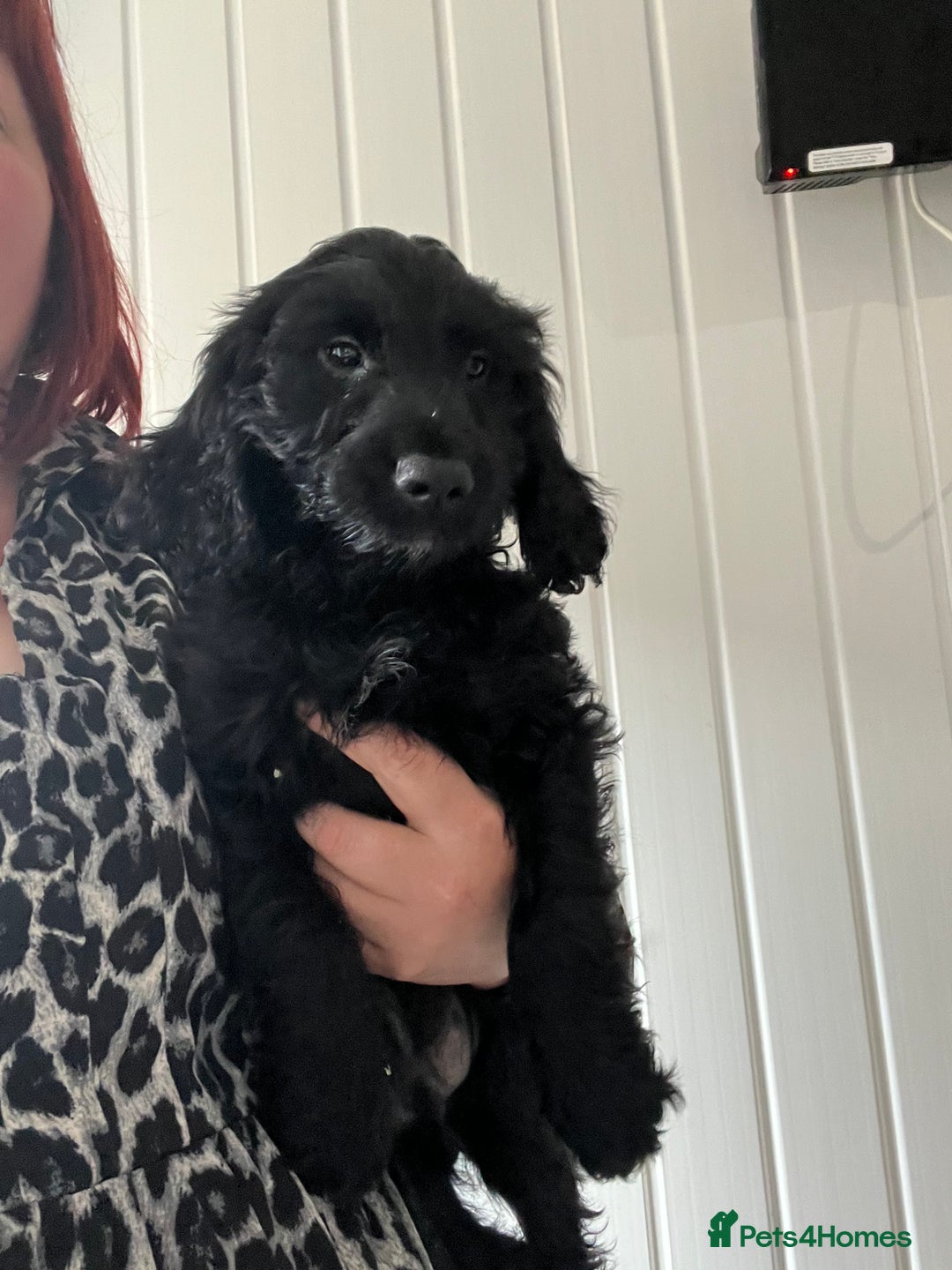 Cockapoo dogs for sale: F1 cockapoo puppies registered breeder  - Advert 15