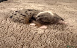 Mixed Breed dogs for sale: Stunning Merle chihuahua 2 girls ready 22nd dec - Advert 10