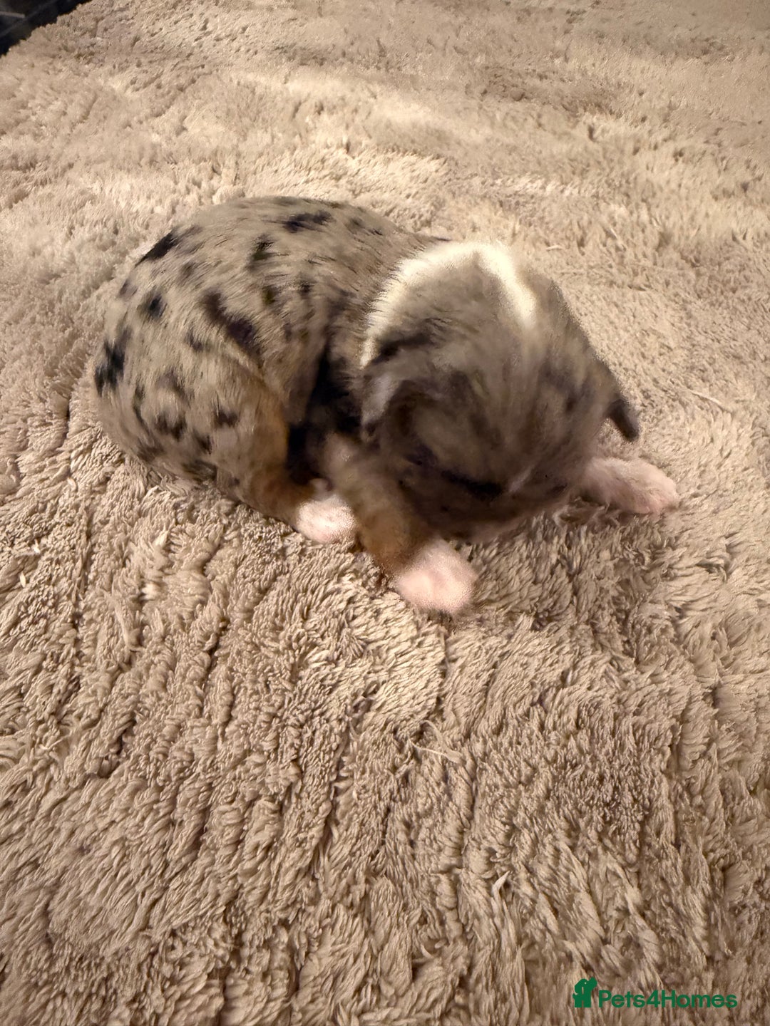 Mixed Breed dogs for sale: Stunning Merle chihuahua 2 girls ready 22nd dec - Advert 10