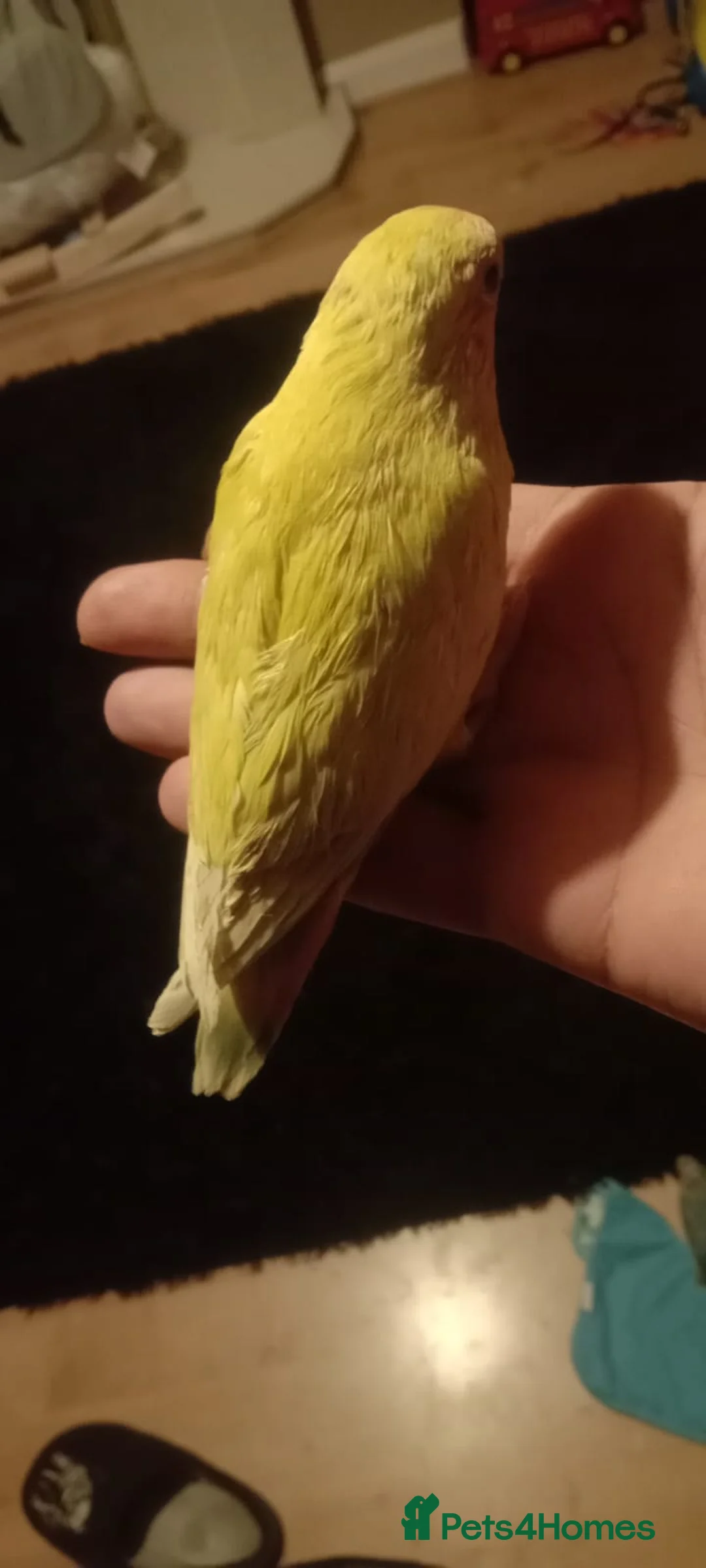 Lovebirds birds for sale: 8 tame lovebirds  - Advert 4