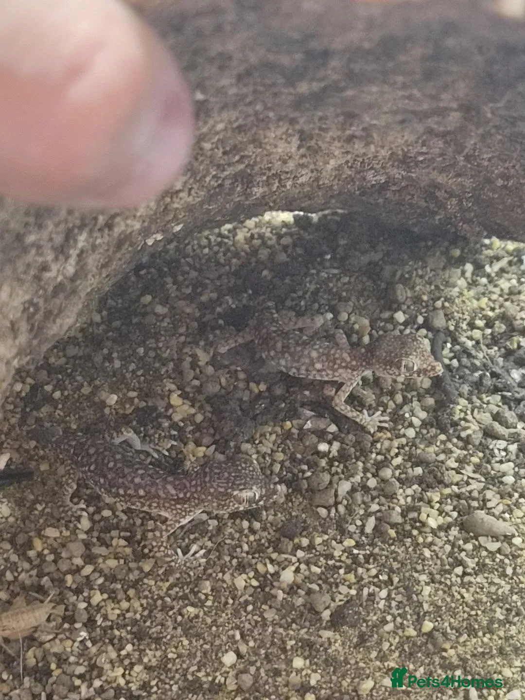 Gecko reptiles for sale: Elegant geckos - Advert 2