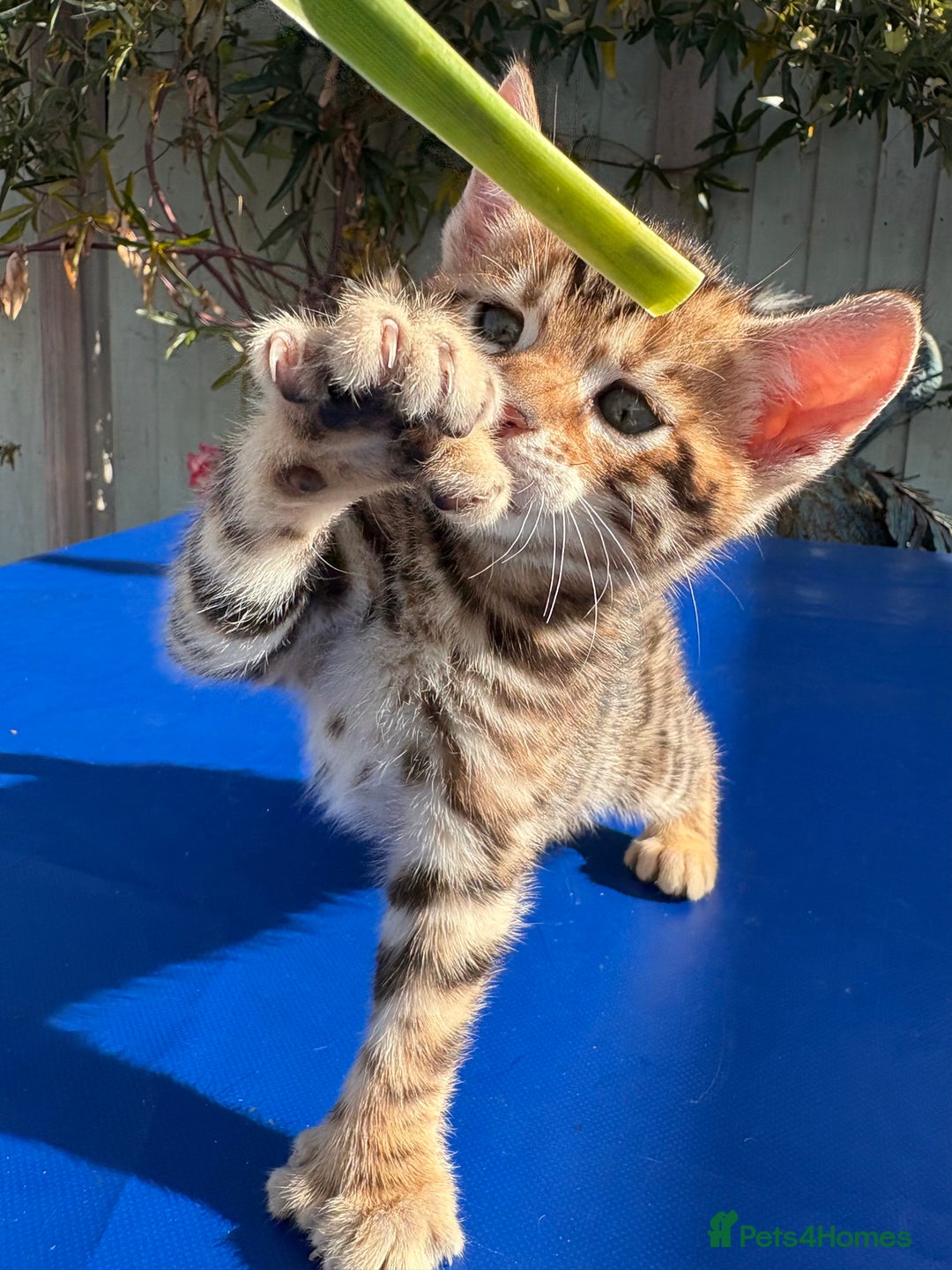 Keetso cats for sale: Stunning golden keetsos  - Image 13