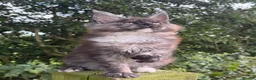 Maine Coon cats for sale: STUNNING BLACK SILVER TORTIE MAINE COON  - Advert 8