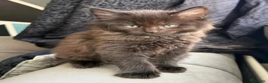 Maine Coon 1