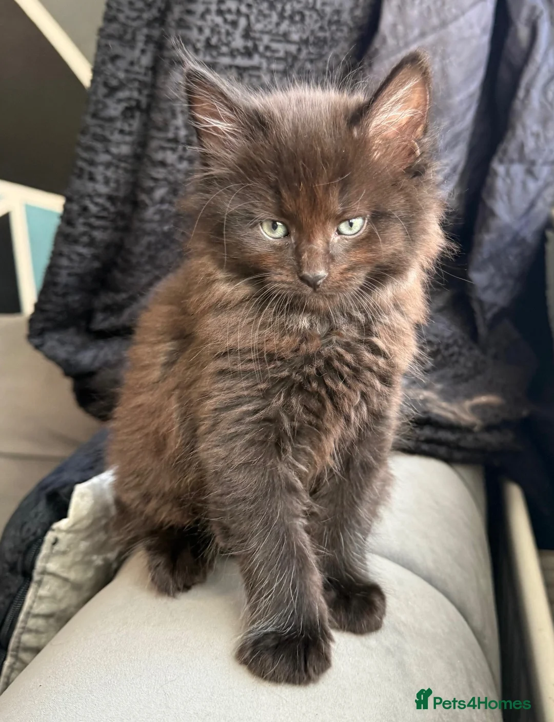 Maine Coon cats for sale: Maine Coon x British shorthair  - Advert 2